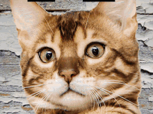 Ohhhhhhh Cat GIF - Ohhhhhhh Cat Shades GIFs