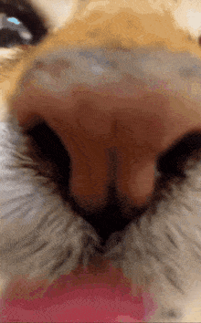 a close up of a cat 's nose and mouth
