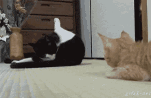 a black and white cat is laying on its back on the floor while another cat is laying on the floor .