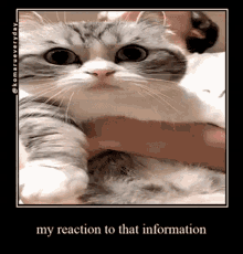 Komaru Cat GIF - Komaru Cat My Reaction To That Information GIFs