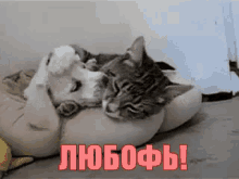любовь любофь кот собака мило мимими поцелуй GIF - Love Cat Dog GIFs