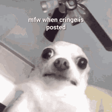 Chihuahua Cringe Was Posted GIF - Chihuahua Cringe Was Posted GIFs