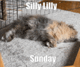 a cat laying on its back with the words silly lilly sunday on the bottom