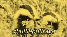 Hufflepuff Badgers GIF - Hufflepuff Badgers Hufflepuffparty GIFs
