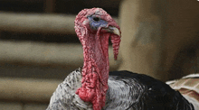 a close up of a turkey 's head with its tongue out