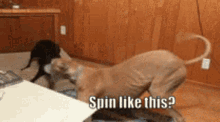 Spinning Dogs GIF - Spinning Dogs Playful Dogs GIFs