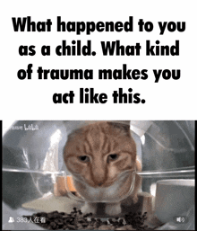 What Happened What Happened To You As A Child GIF - What Happened What Happened To You As A Child What Kind Of Trauma Makes You Act Like This GIFs