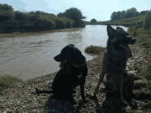 Dogs River GIF - Dogs River Summer GIFs
