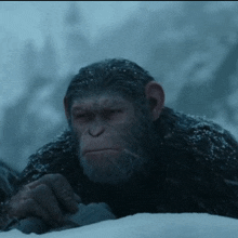 Planet Of The Apes Caesar GIF - Planet Of The Apes Caesar Binoculars GIFs