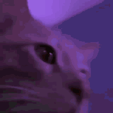 Uxlo Cat GIF - Uxlo Cat GIFs