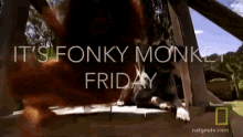 Its Friday Friday GIF - Its Friday Friday Fonkey Monkey GIFs
