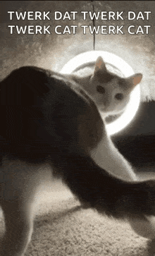 Twerk Cat Dae Cat GIF - Twerk Cat Dae Cat GIFs