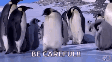 Be Careful Penguin GIF - Be Careful Penguin Fall GIFs
