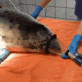 a seal is laying on an orange blanket being examined by a veterinarian wearing blue gloves