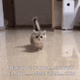 Smol Illegally Smol Cat GIF - Smol Illegally Smol Cat Cute GIFs