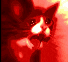 Screaming Cat GIF - Screaming Cat GIFs