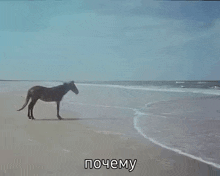 a horse standing on a beach with the words " почему " in the corner