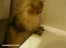 Cat Checks Water Temperature GIF - Funny Cat Bath GIFs
