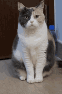 a calico cat sitting on a wooden floor with a blue bottle in the background