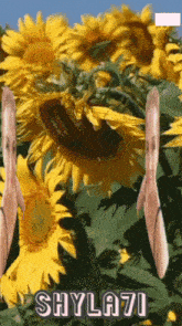 a picture of a field of sunflowers with the name shyla71