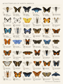 Butterflies Charts GIF - Butterflies Charts Butterflies In North America GIFs