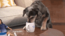 Meredith Vieira'S Dog, Jasper, Got A Little Thirsty! GIF - The Meredith Vieira Show Dog Drink GIFs