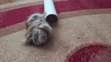 Hamster Paranoid GIF - Hamster Paranoid Freaking Out GIFs