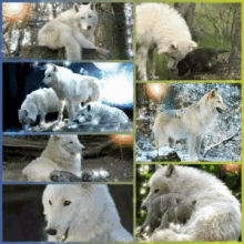 Wolf Wildlife GIF - Wolf Wildlife White GIFs