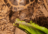 Turtle Healthy GIF - Turtle Healthy Vegetables GIFs