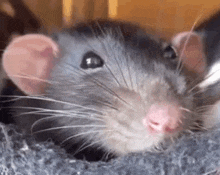 boggling rat