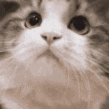 a close up of a cat 's face with big eyes looking up at the camera .
