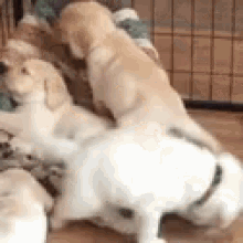 Puppy Nap Cuddle GIF - Puppy Nap Cuddle GIFs