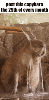 a capybara is standing in the water with water pouring from a pipe .
