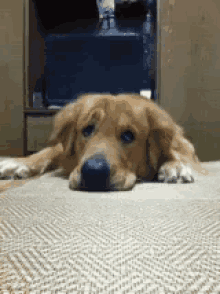 金毛犬 狗 可爱 郁闷 不高兴 GIF - Golden Retriever Dog Cute GIFs