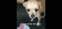 Nigga Poop Sex GIF - Nigga Poop Sex GIFs
