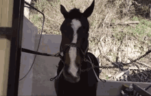 Horse Funny Animal GIF - Horse Funny Animal Animal GIFs