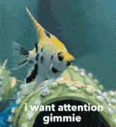 I Want Attention Chubbie The Fish GIF - I Want Attention Attention Chubbie The Fish GIFs