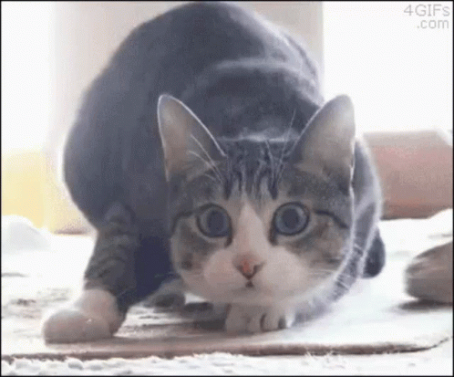 Cat Butt Wiggle GIFs | Tenor