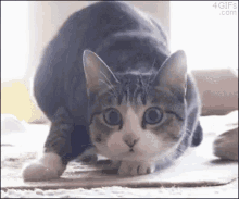 Cat Kitty GIF - Cat Kitty Wiggle Butt GIFs