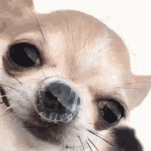 humor chihuahua dog lover snot