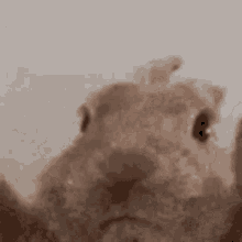 Vibe Rabbit GIF - Vibe Rabbit GIFs