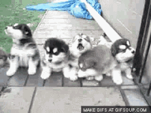 Funny Animals Puppies GIF - Funny Animals Puppies Howl GIFs