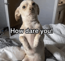 a small dog standing on its hind legs with the words " how dare you " written below it