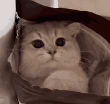 Cat Lurk GIF - Cat Lurk Paket GIFs