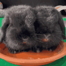 Black Rabbit Holland Lop GIF - Black Rabbit Holland Lop Rabbit Eating GIFs