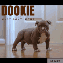 Dookie Pitbull GIF - Dookie Pitbull You Are Not The Father GIFs