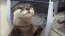 a close up of an otter standing in a crate .