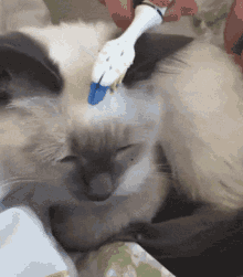 Kitty Cat GIF - Kitty Cat Seal Point GIFs