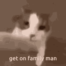 Cat Cat Kiss GIF - Cat Cat Kiss Familyguyhouse GIFs