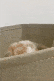 a rabbit is sitting in a cardboard box and looking out .